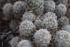 Mammillaria capensis