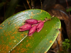 Acianthera johnsonii