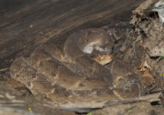 Bothrops atrox