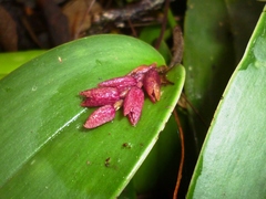 Acianthera johnsonii