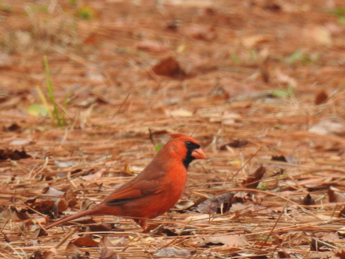 Cardinalis cardinalis image
