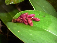 Acianthera johnsonii