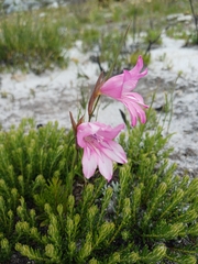 author not stated, no rights reserved Gladiolus ornatus, photograph author not stated, no rights reserved