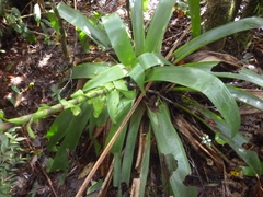 Werauhia werckleana