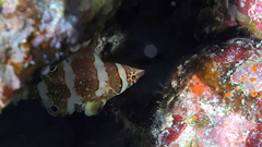 Sharpnose Wrasse photo 2