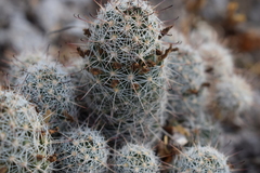 Mammillaria capensis