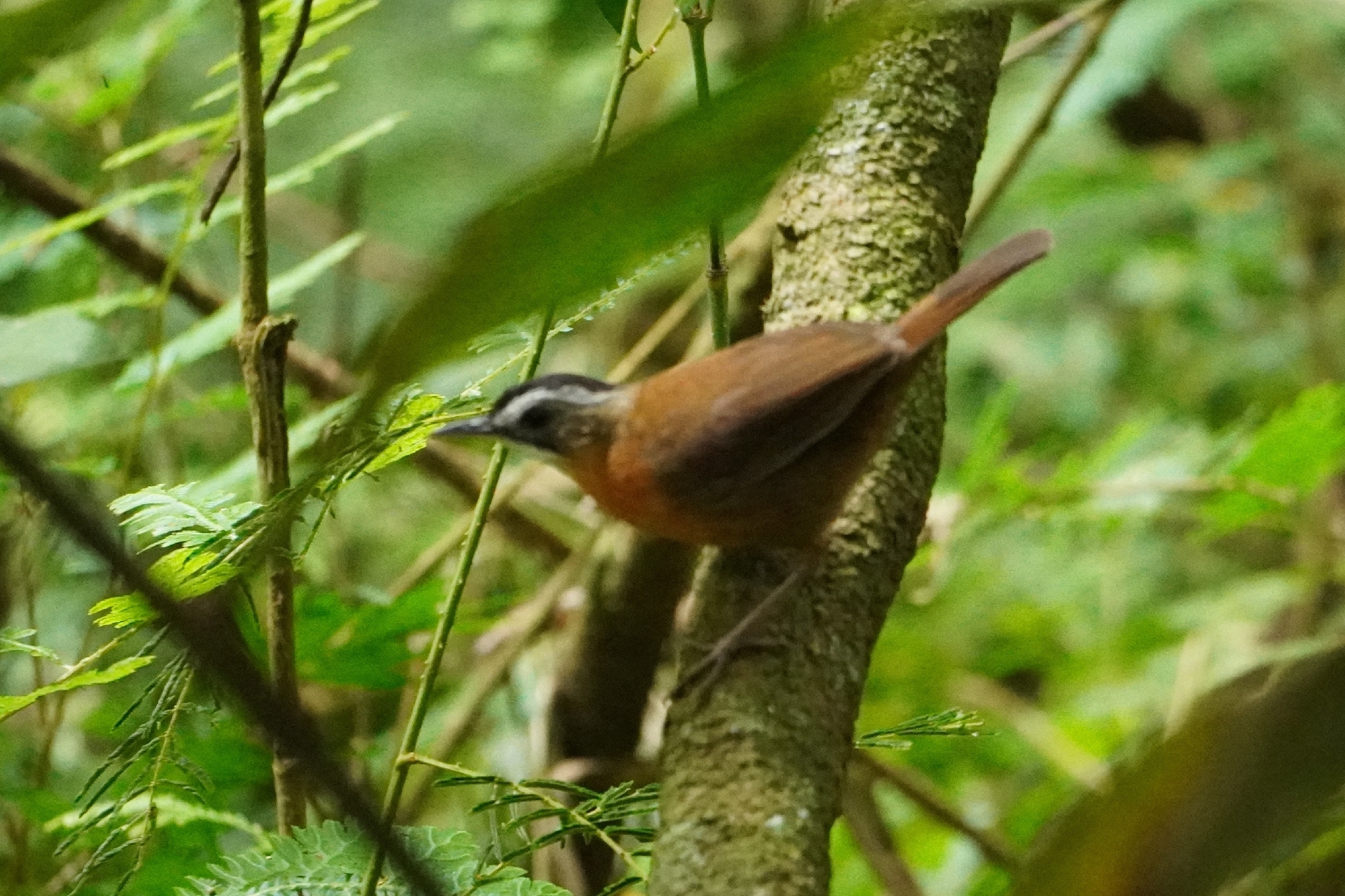 Malayan Black-capped Babbler illustration