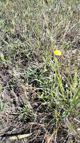 Pale Swamp Everlasting (Coronidium gunnianum)