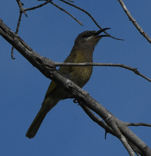 Grey-eared Honeyeater (Lichmera incana)