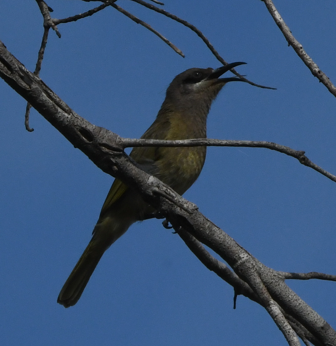 Grey-eared Honeyeater (Lichmera incana), photo 1