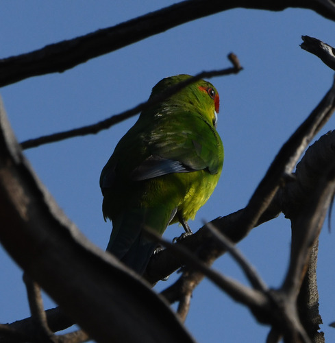 New Caledonian Parakeet (Cyanoramphus saisseti)