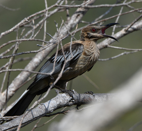 New Caledonian Friarbird (Philemon diemenensis)