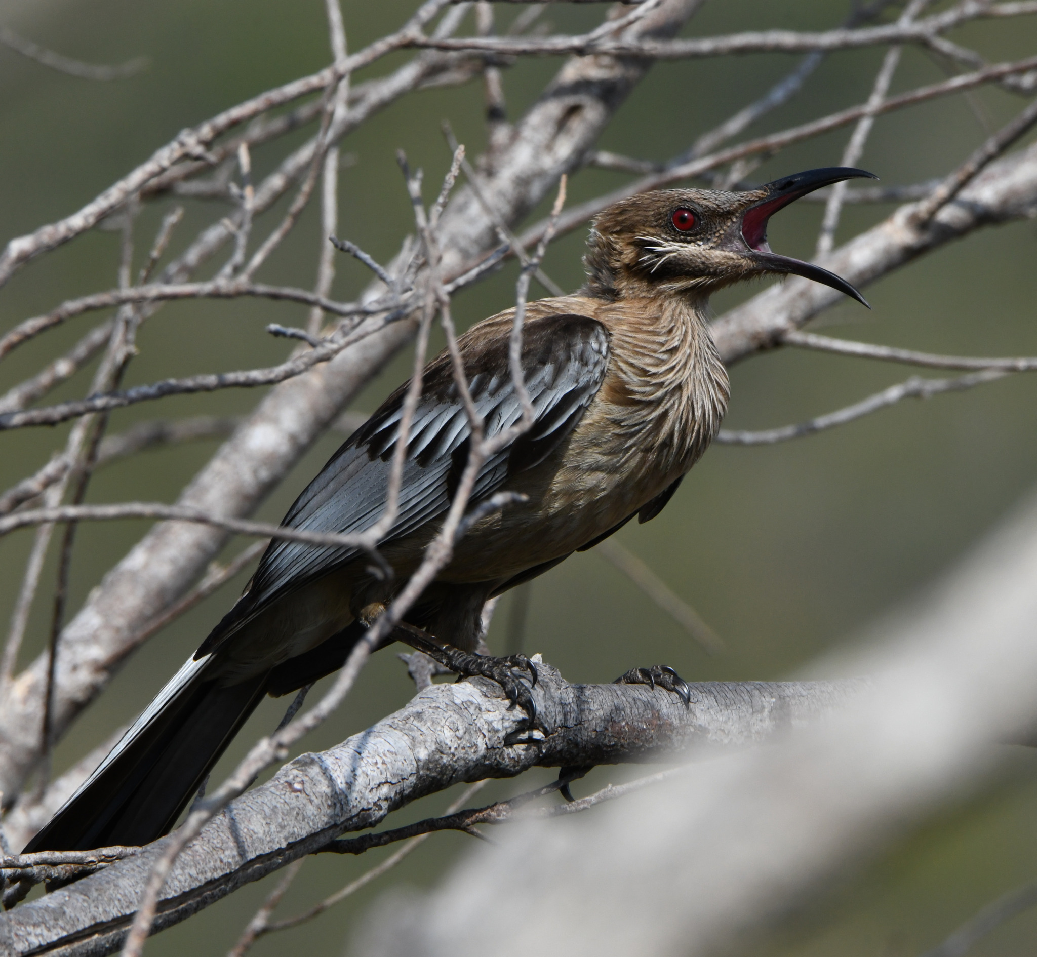New Caledonian Friarbird (Philemon diemenensis), photo 1