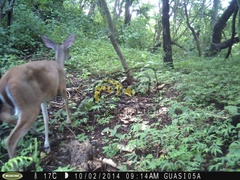 Odocoileus virginianus sinaloae