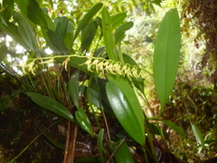 Stelis poasensis