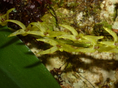 Stelis poasensis