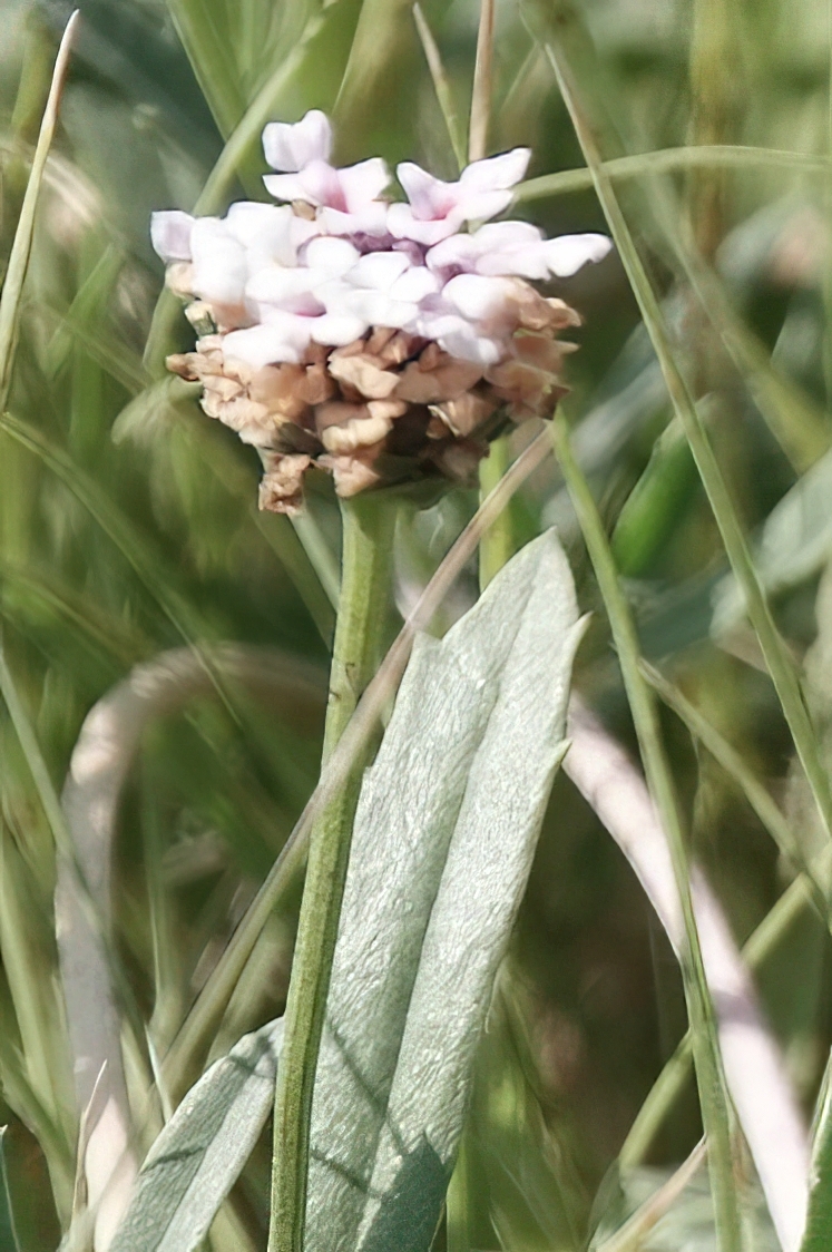 Wedgeleaf Frogfruit (Phyla cuneifolia)
