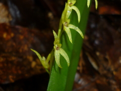 Stelis poasensis