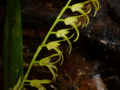 Stelis poasensis