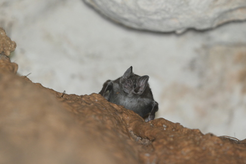 Murciélago vampiro