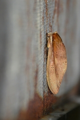 Truncaptera elongata