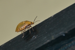 Augocoris gomesii