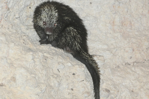Mexican Hairy Dwarf Porcupine