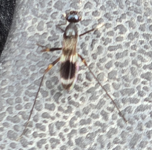 Unknown species found near Norfolk, VA, USA