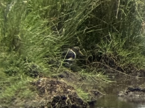 Australian Painted-snipe (Rostratula australis), photo 5
