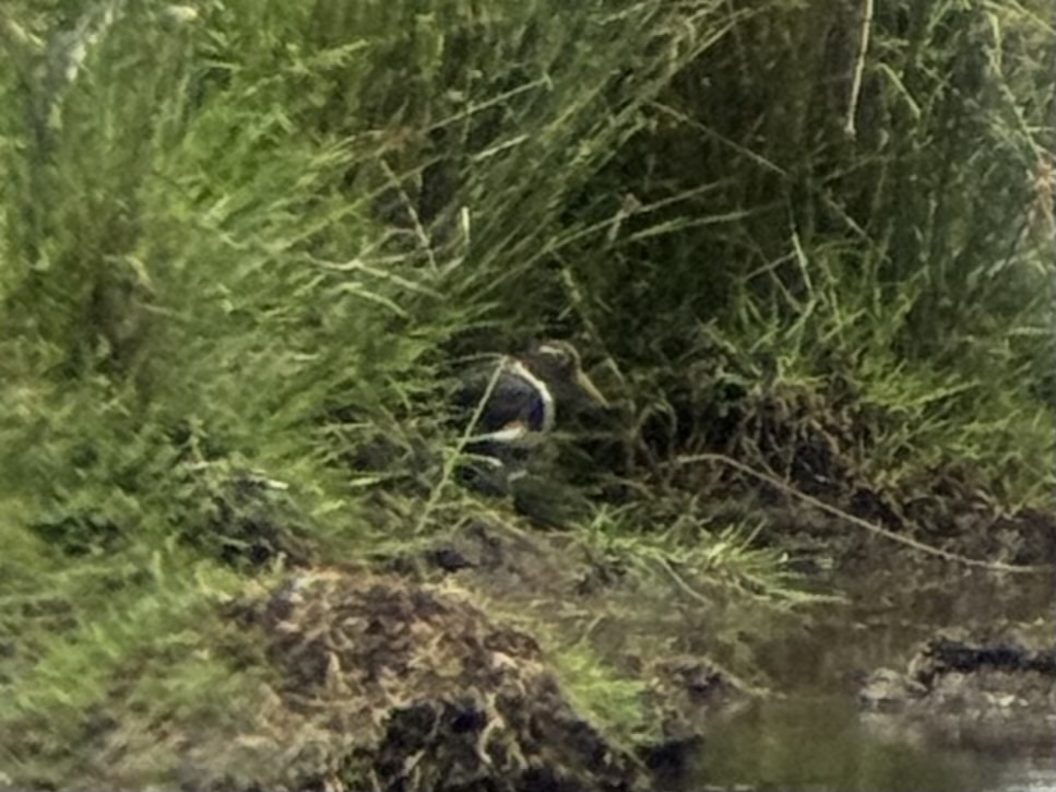 Australian Painted-snipe (Rostratula australis), photo 10