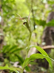 Earled Greenhood (Pterostylis auriculata)