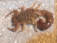 Parabuthus granulatus