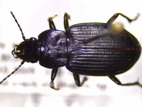 McMinnville Harp Ground Beetle