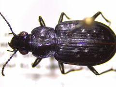 Blethisa multipunctata
