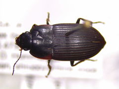 Anisodactylus rusticus