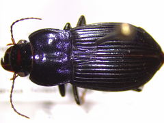 Anisodactylus agricola