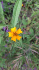 (c) Lilian Molina, some rights reserved (CC BY) Tagetes tenuifolia, photograph (c) Lilian Molina, some rights reserved (CC BY)
