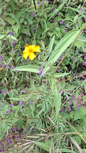 Tagetes tenuifolia, photograph 6