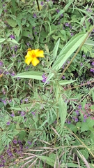 Tagetes tenuifolia, photograph (c) Lilian Molina, some rights reserved (CC BY)