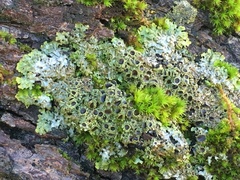 Physconia americana