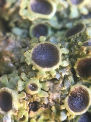 Physconia americana