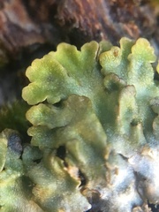 Physconia americana