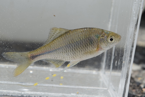 Tabira bitterling (Acheilognathus tabira) — Cyprinidae — 4