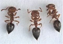Crematogaster pinicola
