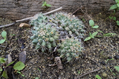 Mammillaria petrophila petrophila