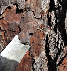 Crematogaster pinicola