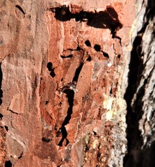 Crematogaster pinicola