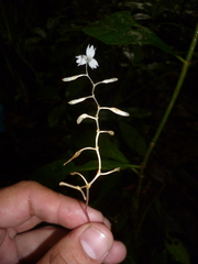 Burmanniaceae
