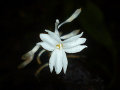 Burmanniaceae