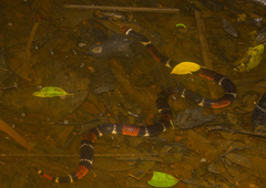 Micrurus surinamensis